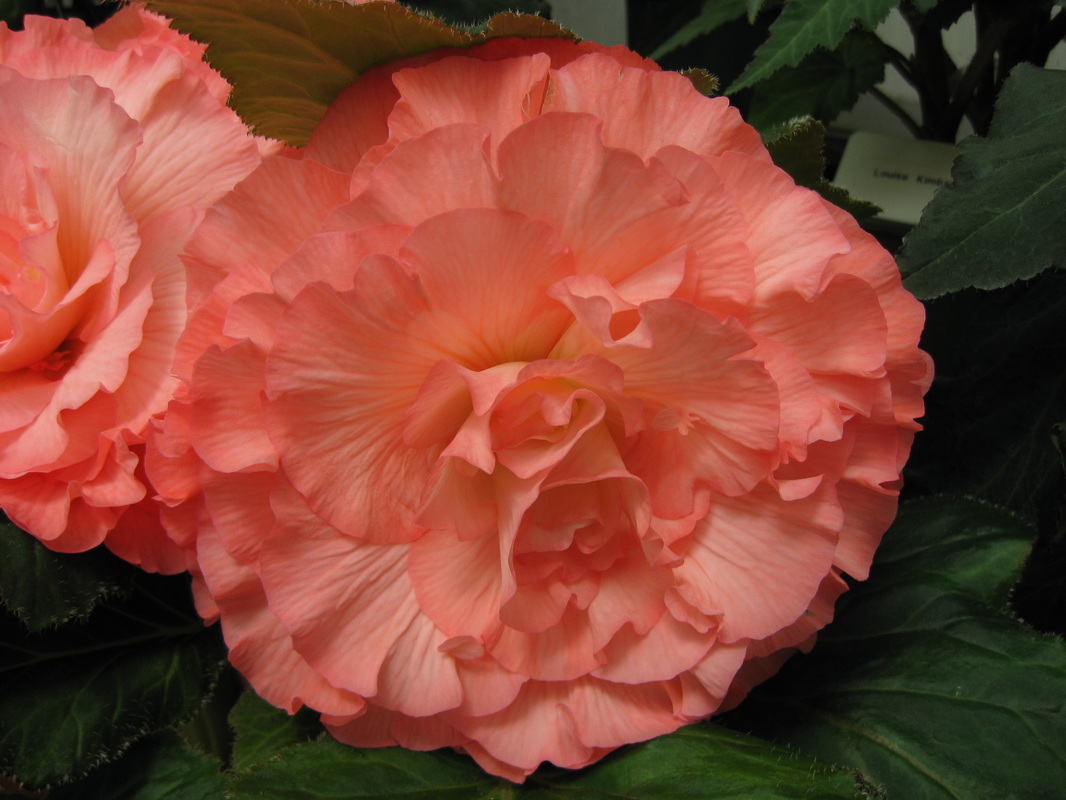 B. ‘Kismet’